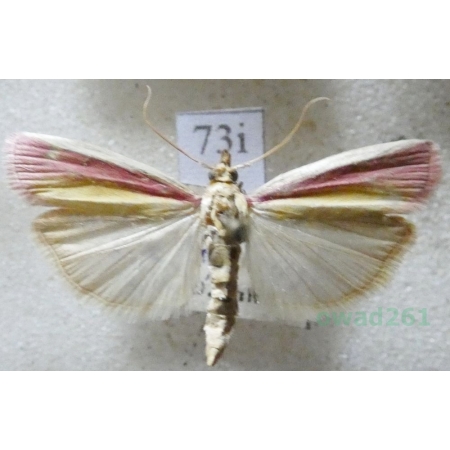 Oncocera semirubella (Scopoli, 1763) Czech73i